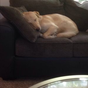 Meet your Posher, Leo